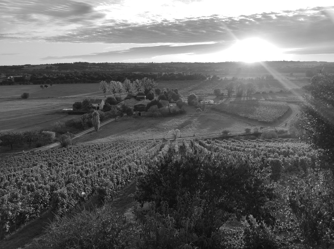 Domaine des Coteaux Blancs景点图片