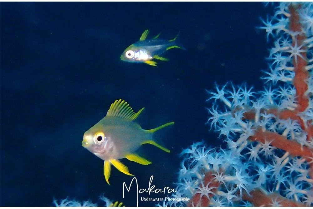 DIVING AND SNORKELING TULAMBEN MAKARA-图兰本必去景点