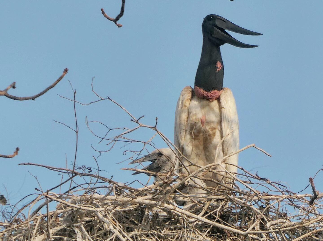 Parque Nacional do Pantanal Matogrossense景点图片
