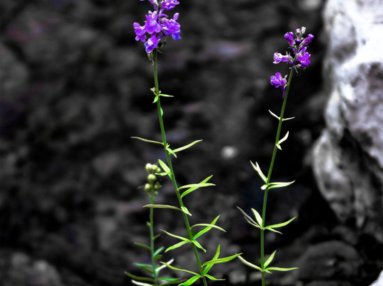 Giardino Botanico Maria Ansaldi Pania di Corfino-Villa Collemandina必去景点