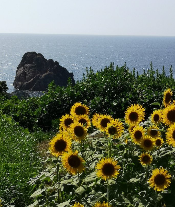 Ogawa Sunflower Field-佐渡市必去景点