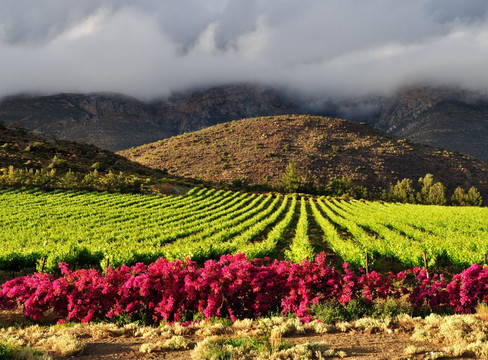 Montagu Winery-蒙提古必去景点