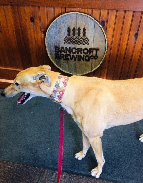 Bancroft Brewing Co.-班克罗夫特必去景点