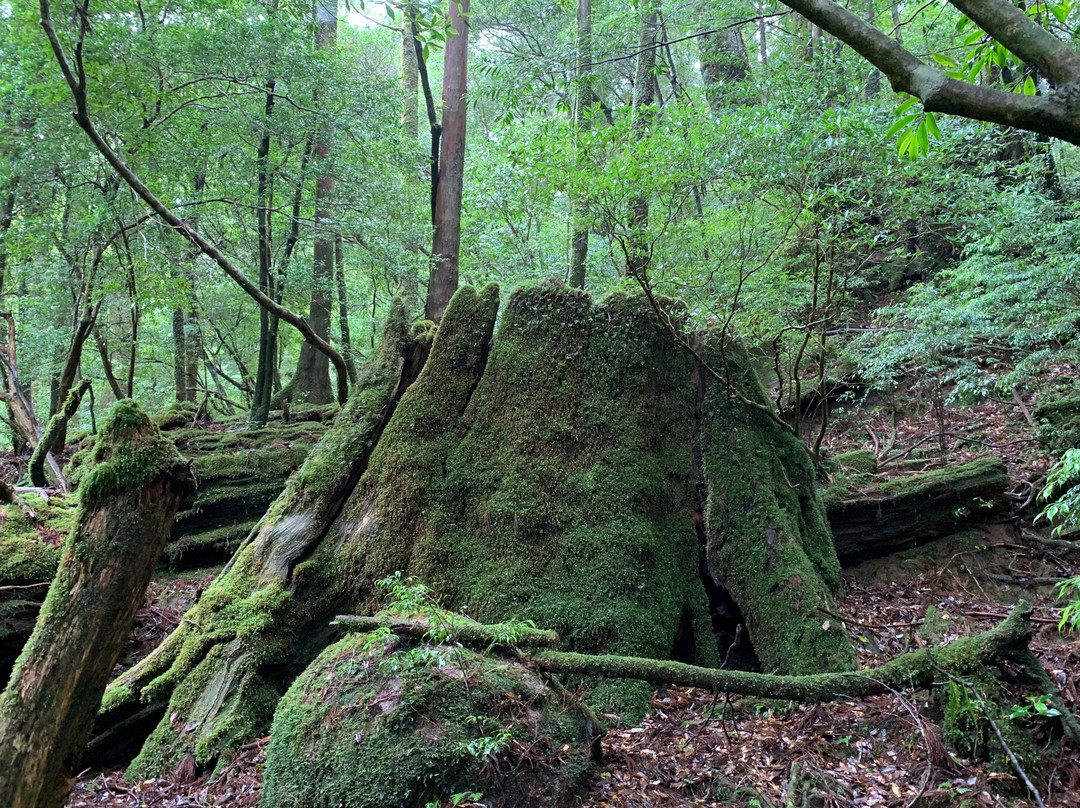 Yakushima Nature-屋久岛必去景点