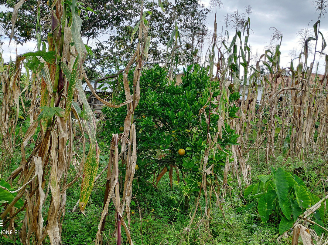 Hospedaje Pension Las Orquideas De Yumbilla主图
