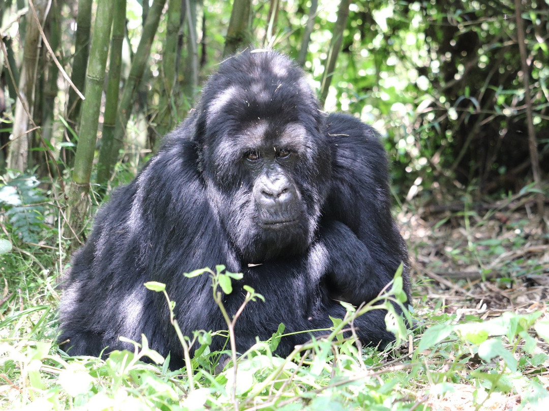 Rwanda Safari Trips - Gorilla Trekking Day Tour景点图片
