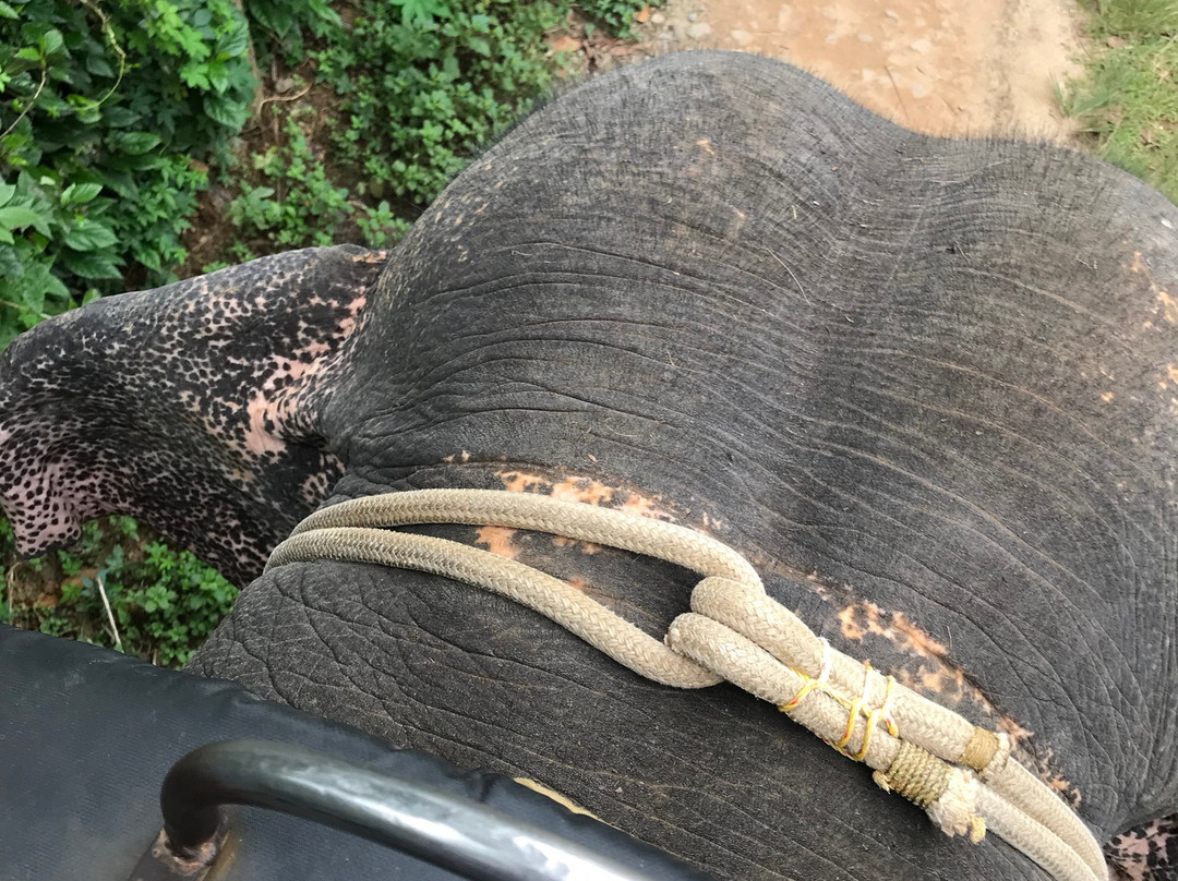 Elephant Junction-帖可迪必去景点