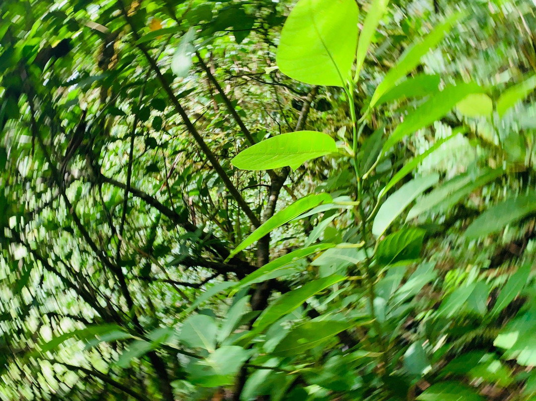 Mt Hibok-Hibok-卡米金省必去景点