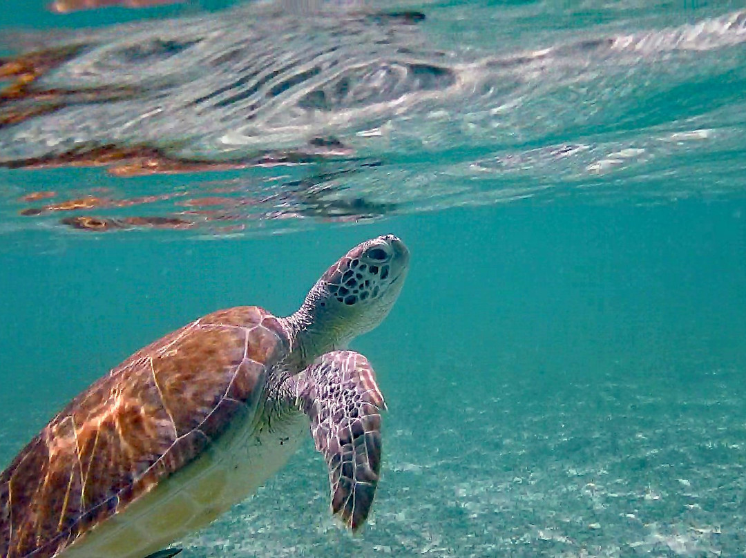 Paradise Cove Beach Resort主图