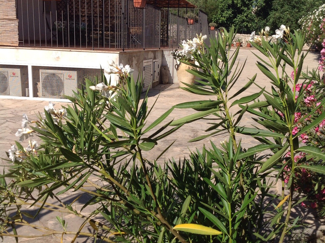 萨拉非奥利农家乐主图