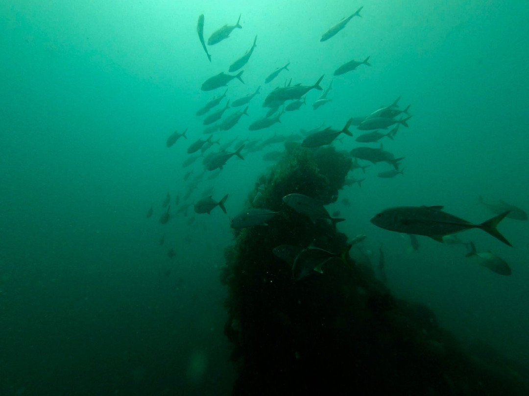 Hervey Bay Dive Centre景点图片