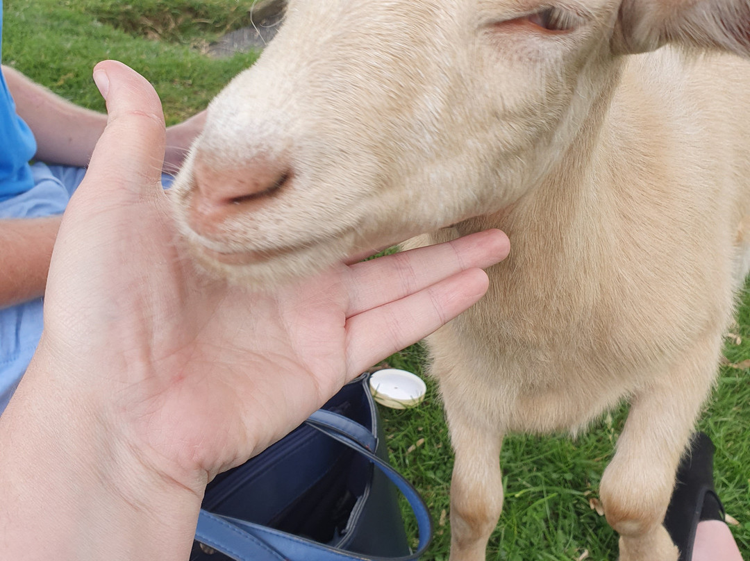 The Butts Farm Rare Breeds, Farm Shop and Tea Room-南塞尔尼必去景点