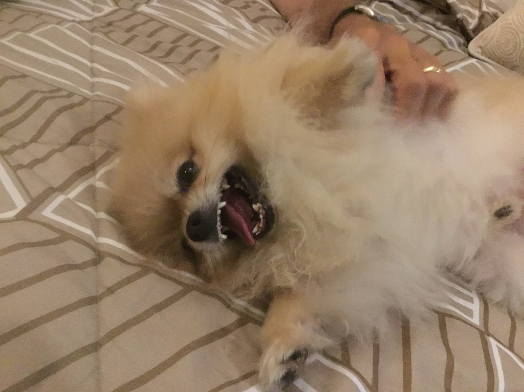 Joglo Villa Bali主图