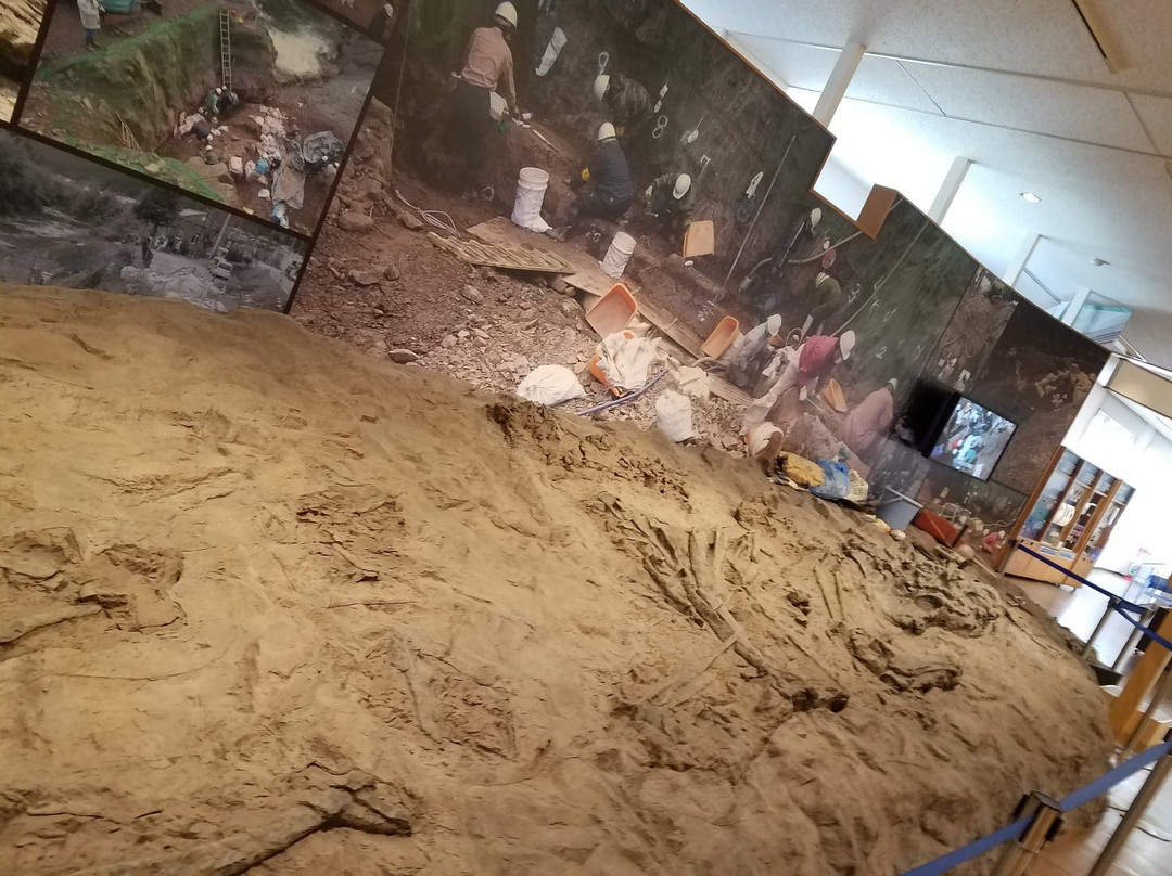 Tamba Dinosaurs Fossil Studio Chitan Museum-丹波市必去景点