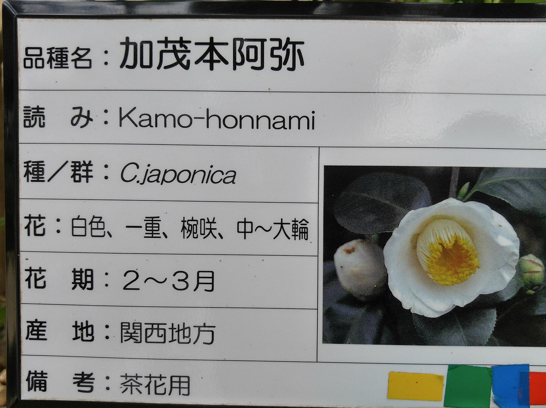 Kurume World Camellia Museum景点图片