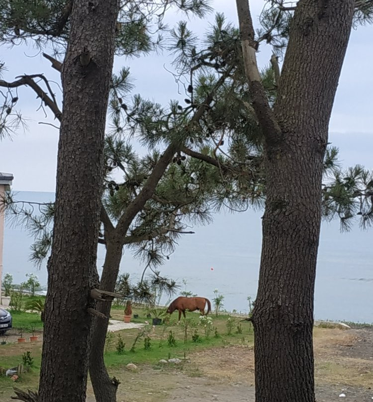 Shekveteli Beach-Shekvetili必去景点