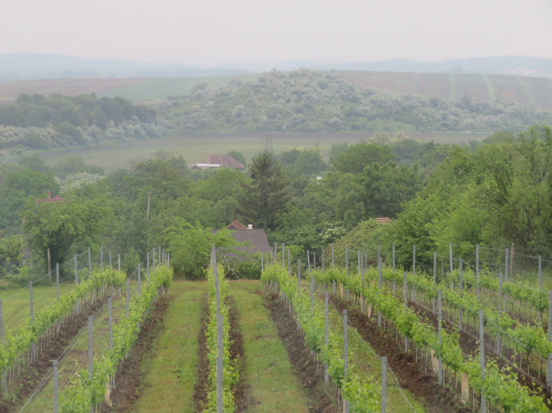 Anonym Winery景点图片
