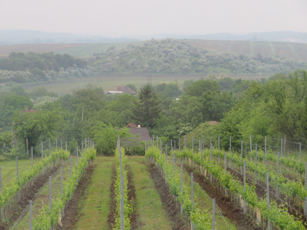 Anonym Winery景点图片