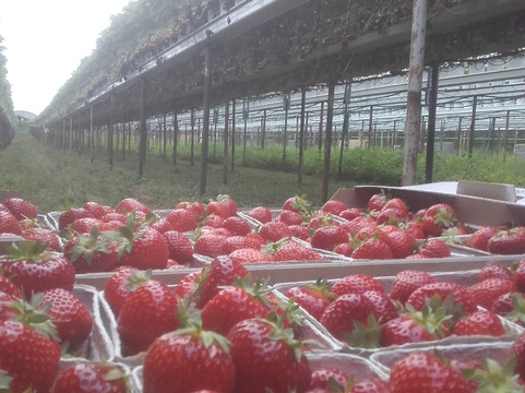 Engvang Frugtplantage-Stroeby必去景点