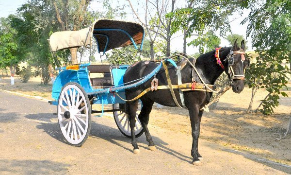 National Research Centre on Equines, Bikaner Campus景点图片