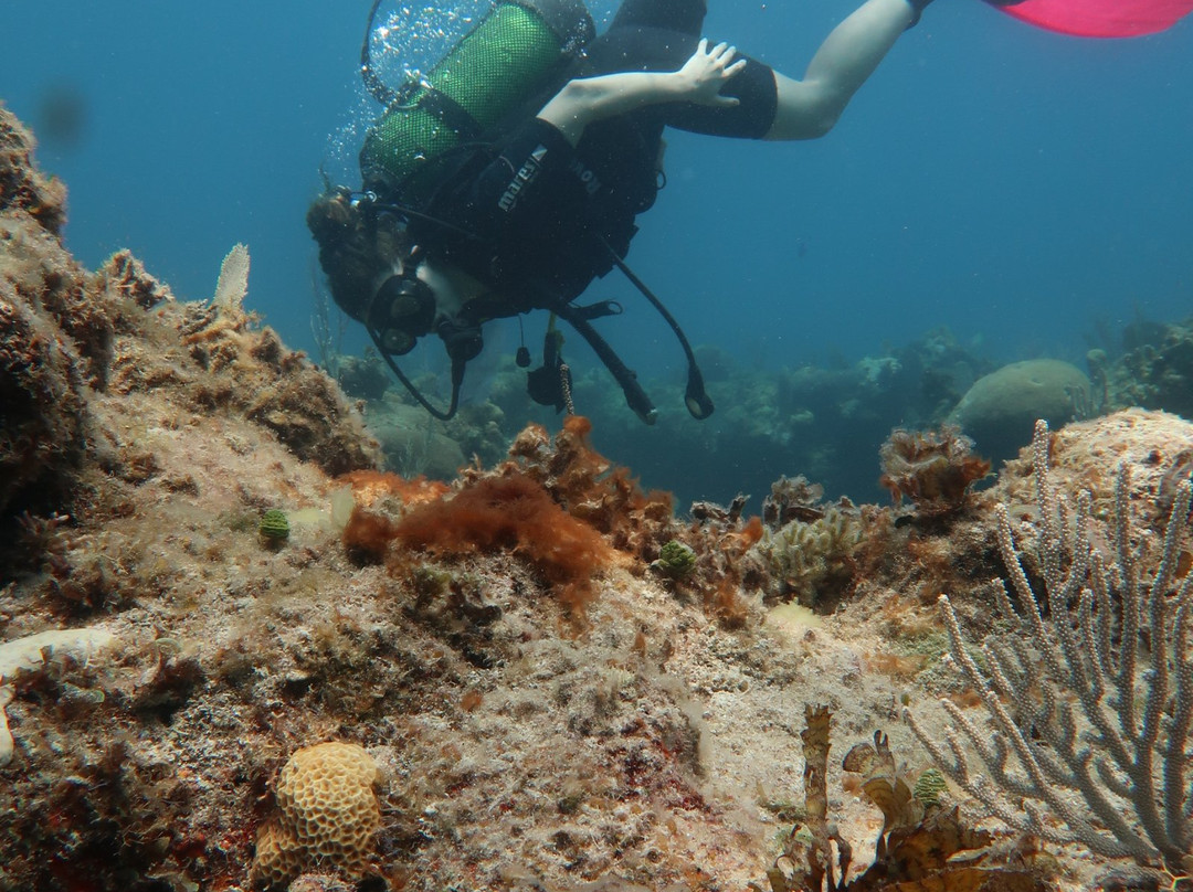 Eco Diving Cuba景点图片