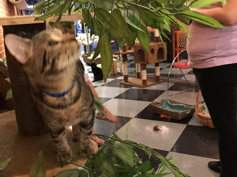 River Kitty Cat Cafe-埃文斯维尔必去景点