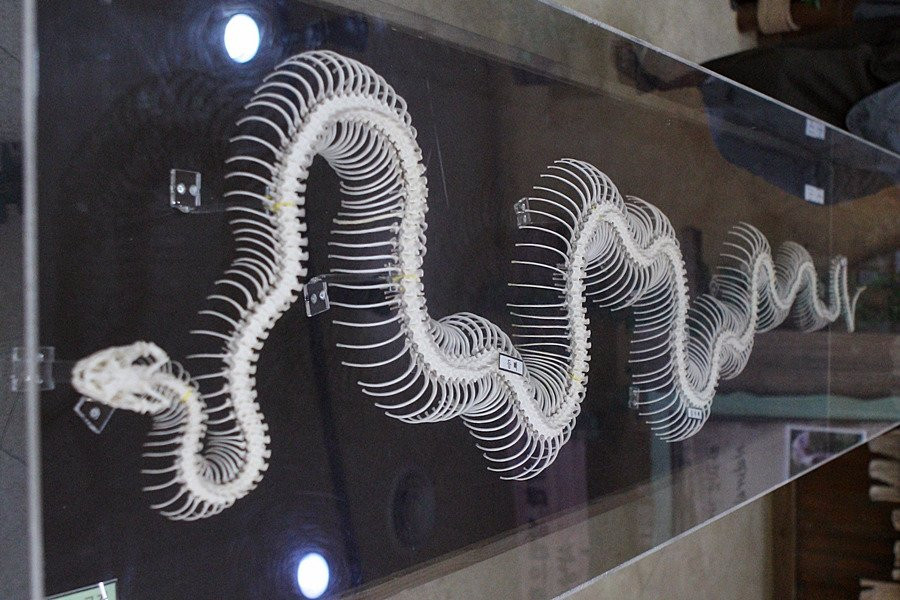 Hampyeong Herptile Eco Park-咸平郡必去景点