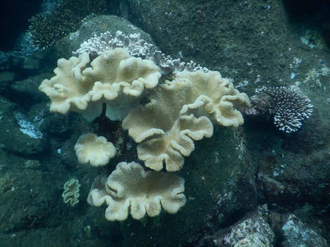 Taprobane Divers-尼拉瓦利必去景点