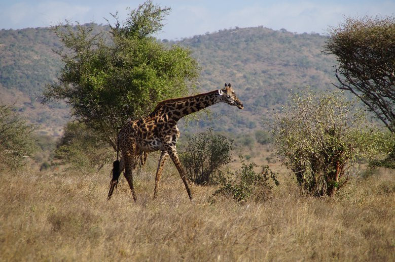 Tsavo Safaris Tours-查佛必去景点