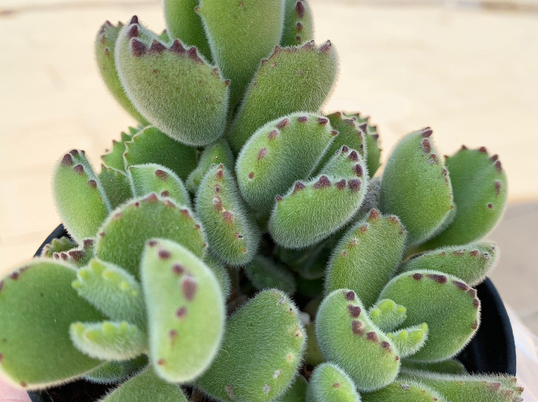 斗南路花市-呈贡县必去景点