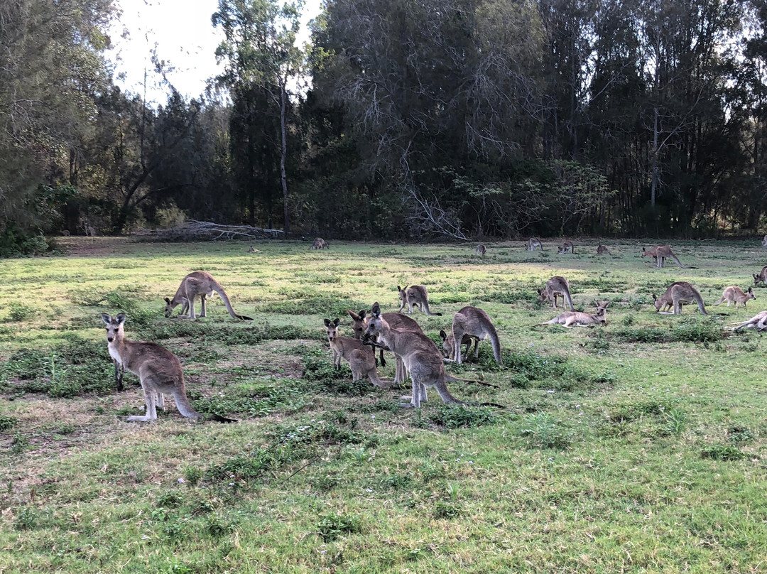 Coombabah Lakes Conservation Area景点图片