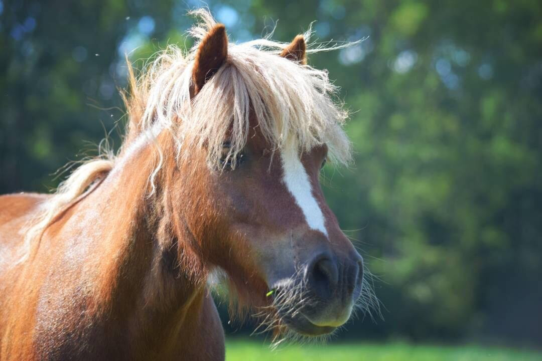 Poney Club Chailly-En-Bière景点图片