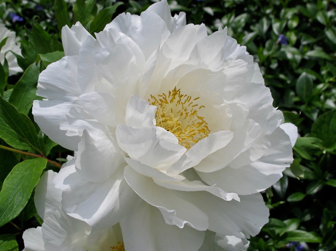 Linwood Gardens景点图片