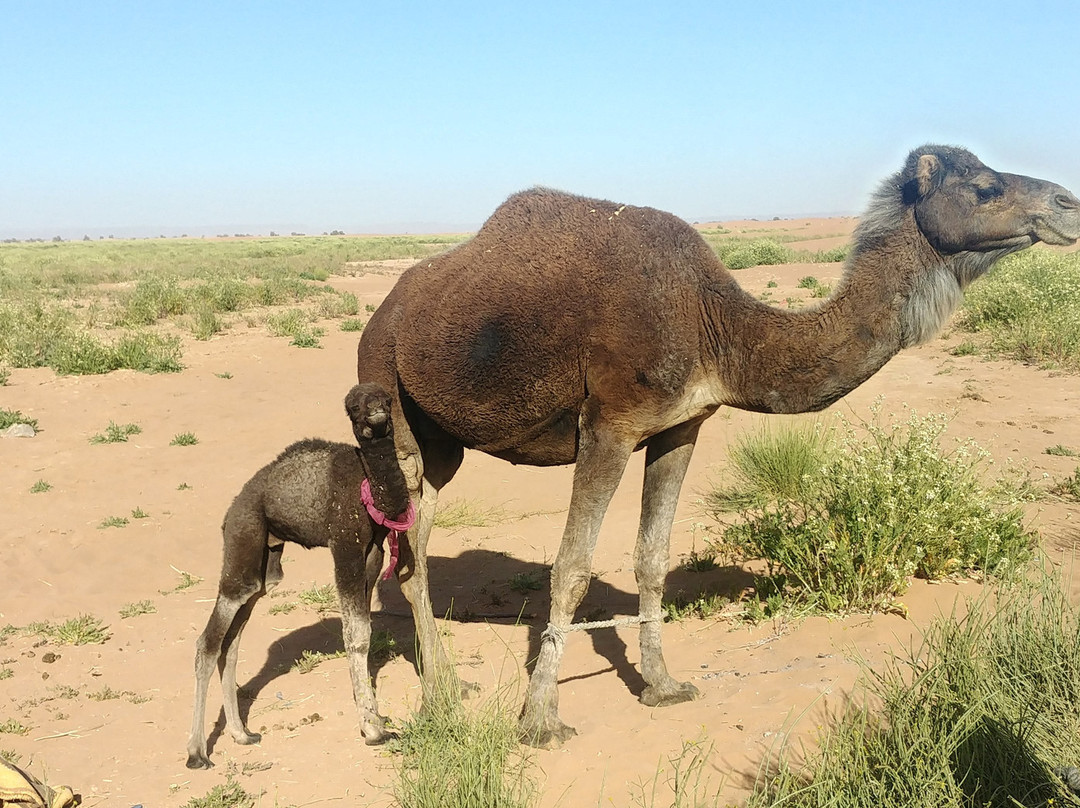 Hotel Carrefour des Nomades主图