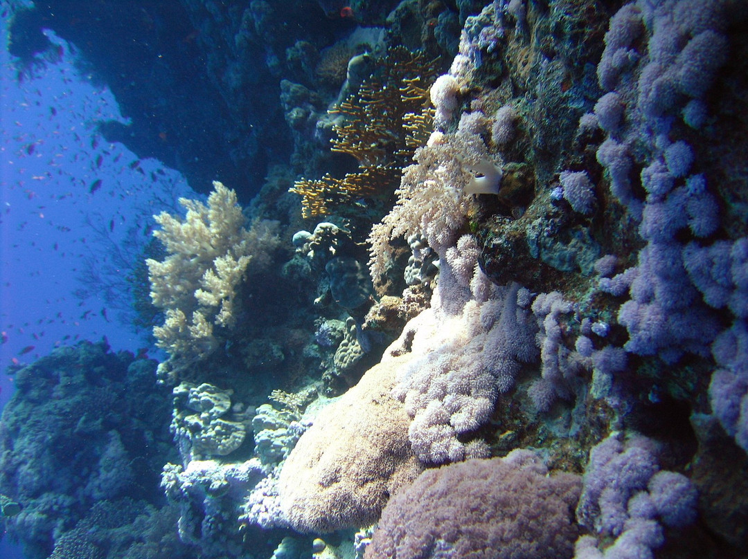 Dive-Top diving center-Safaga必去景点