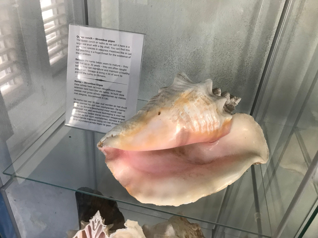 Bonaire Museum-Kralendijk必去景点