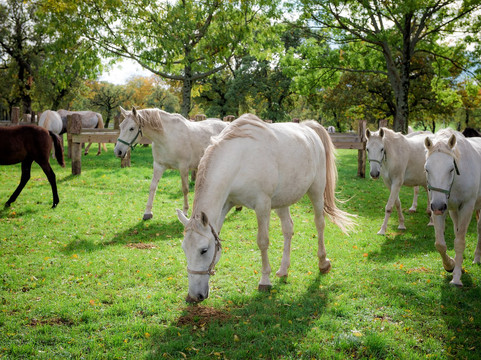 Go To Slovenia Travel-卢布尔雅那必去景点