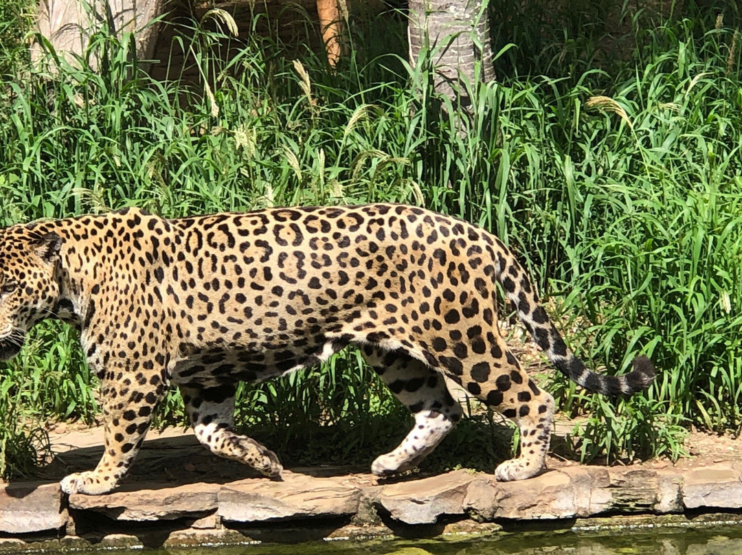 Zoológico Municipal de Fauna Sudamericana Noel Kempff Mercado景点图片