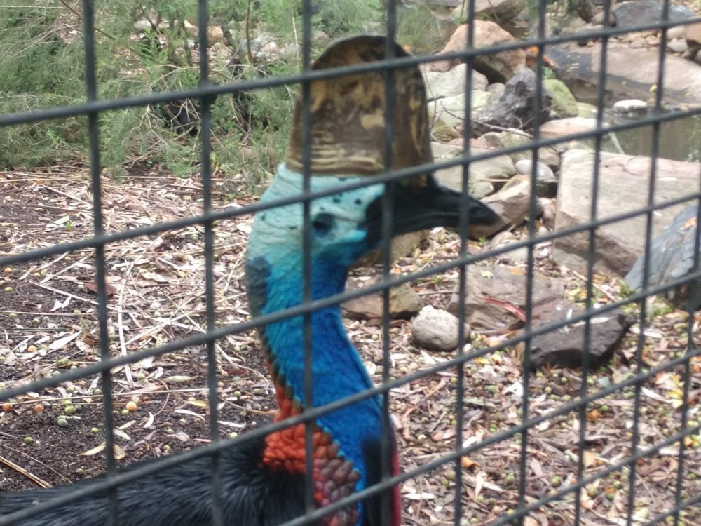 Dingo Tours-兰德威克必去景点