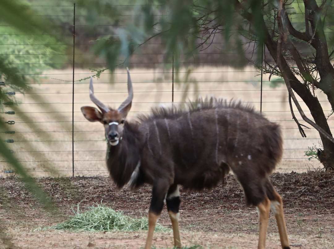 Ithabiseng Guest Farm主图