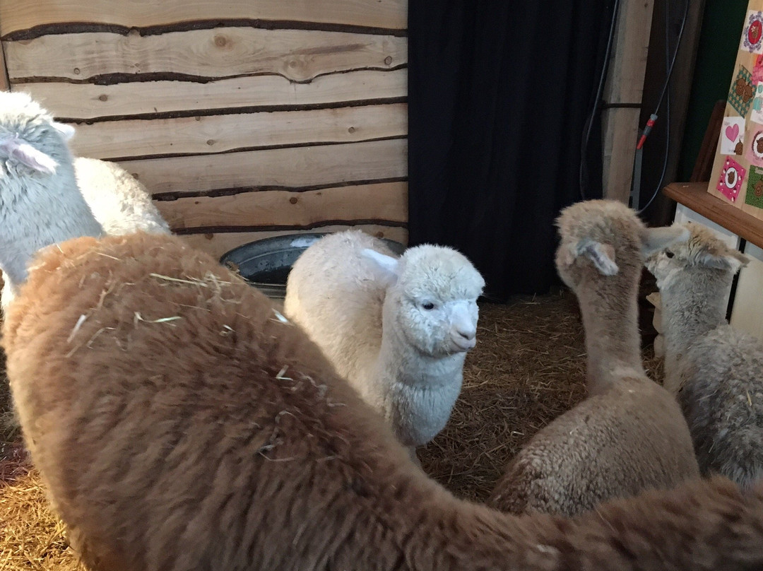 Alpaca Boerderij-Lemelerveld必去景点