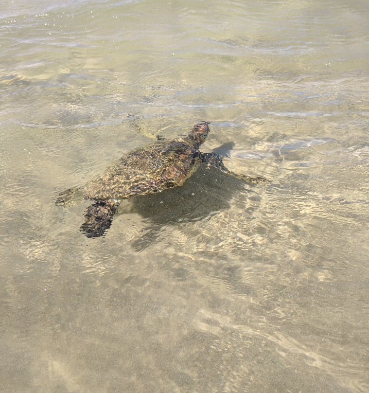 Wailuku Guesthouse主图