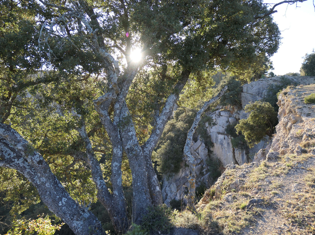 Font d'en Torres主图