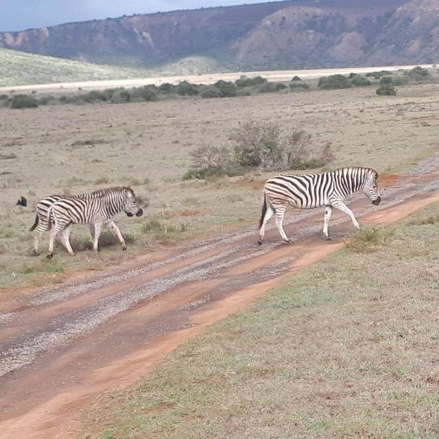 Nqaba Township And Safari Tours景点图片