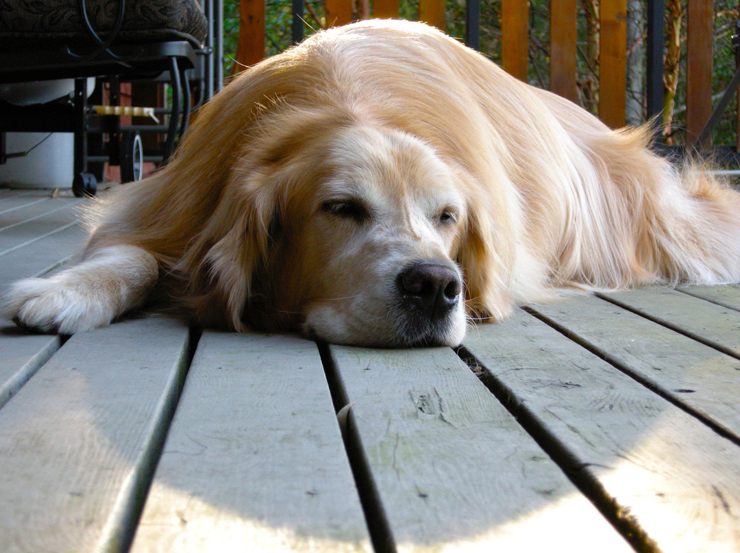 Cortes Island Motel主图