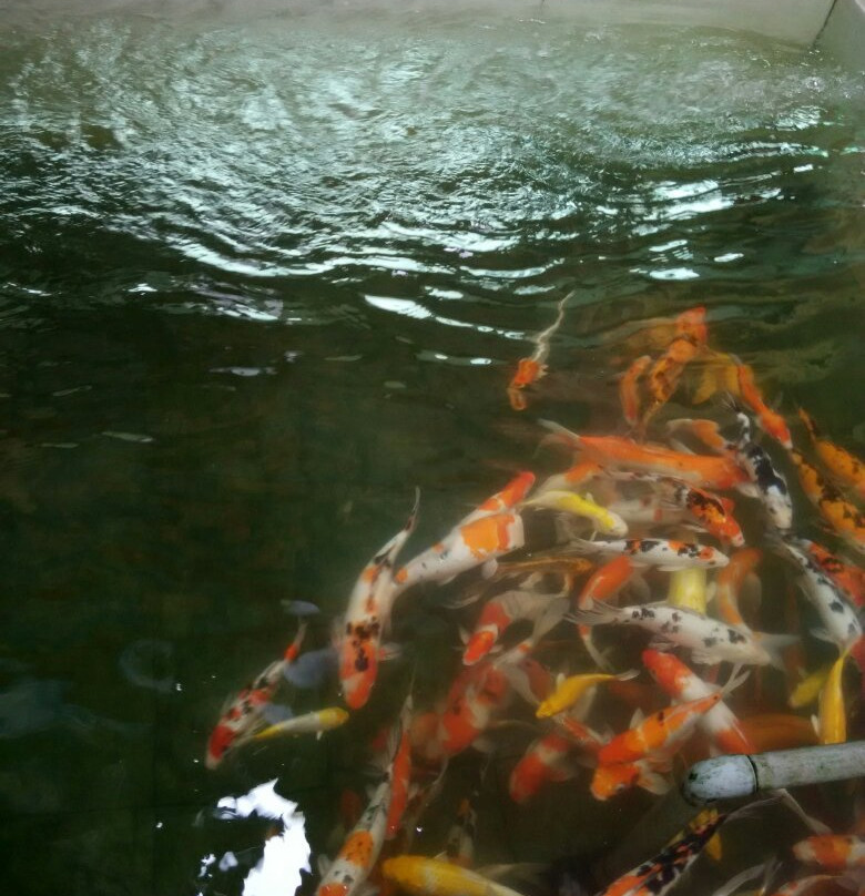 Hai Long Si Temple-美里必去景点