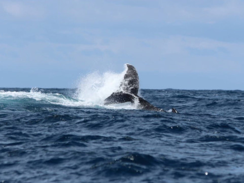 Rota Tropical-莫罗圣保罗必去景点