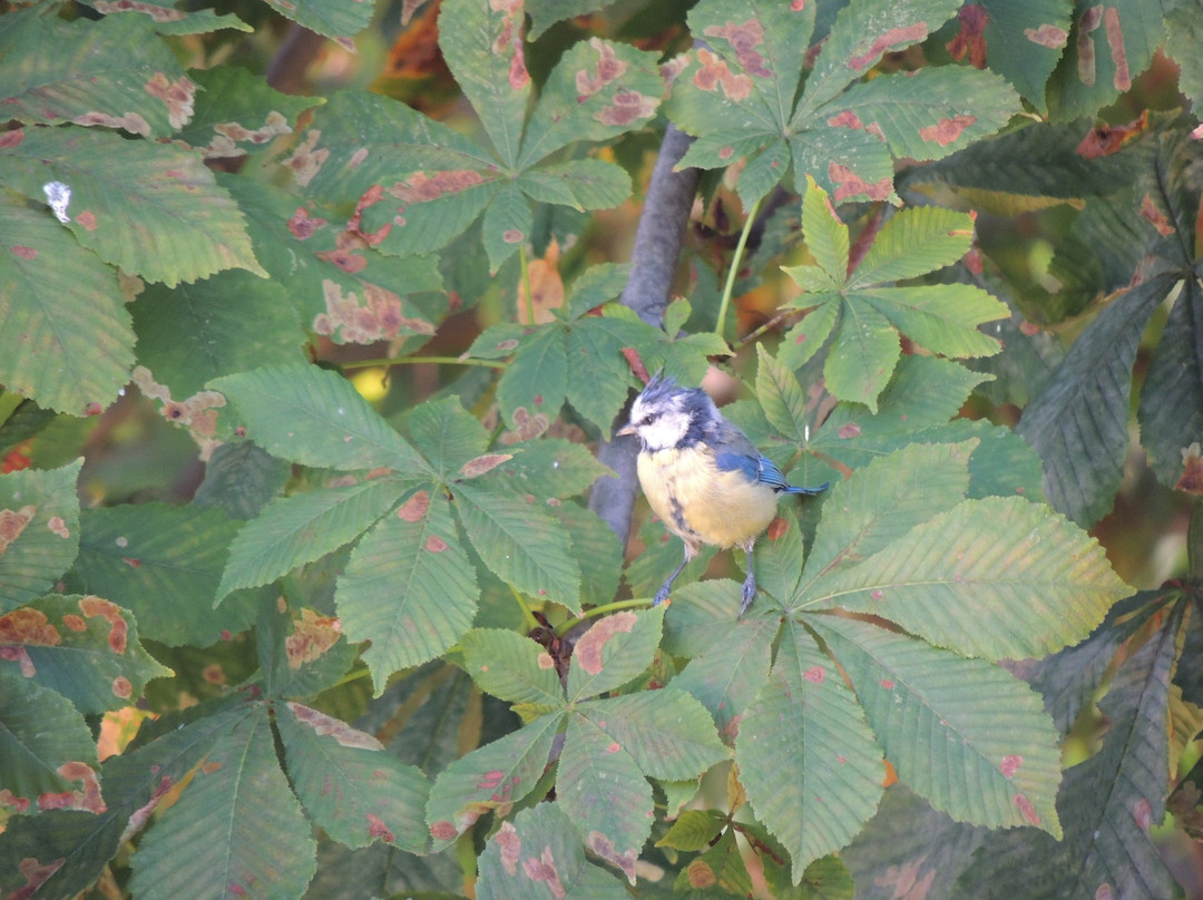 伽斯霍夫巴德尔酒店主图