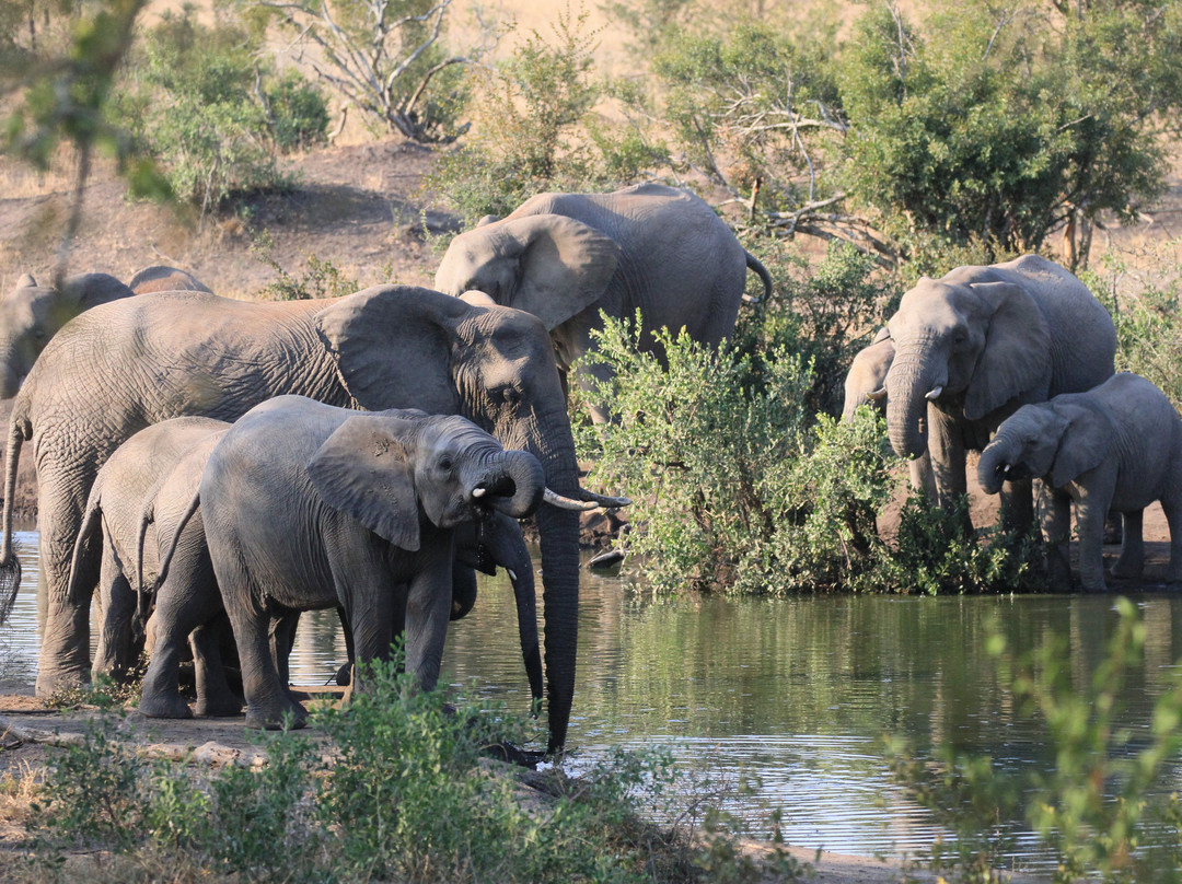 Honeyguide Khoka Moya & Mantobeni Camps主图