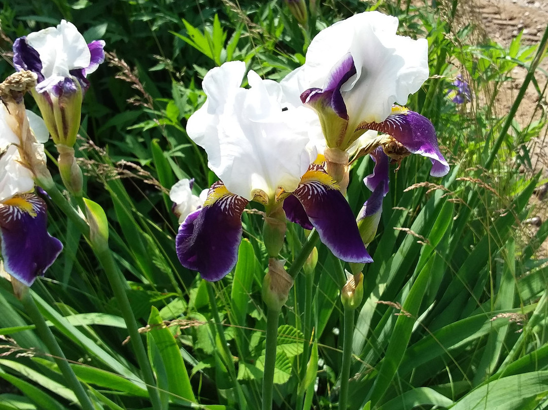 The Woodbridge House主图